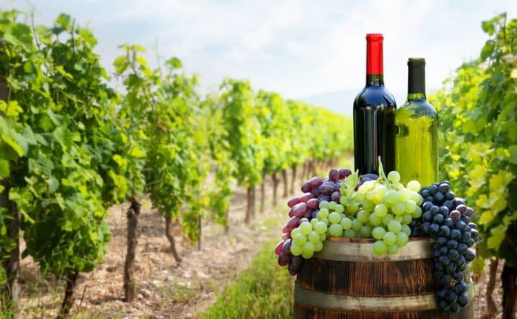 California Wine Regions
