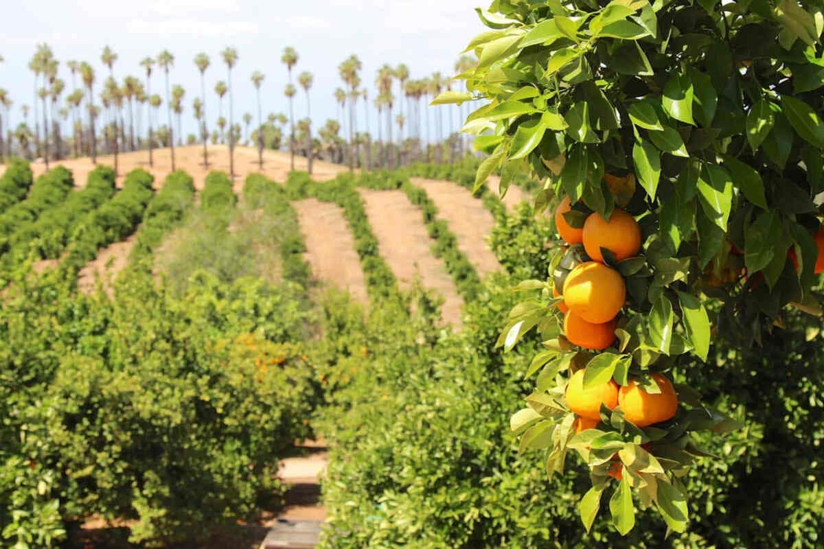 california citrus state historic park riverside california attractions