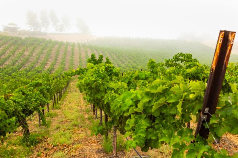 grape vineyard