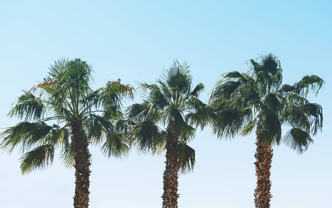 Palm Trees in California