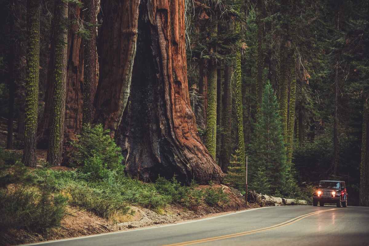 Giant Sequoia National Park in California