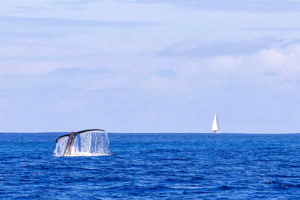 Humpback Whale Swimming in Blue Ocean Water