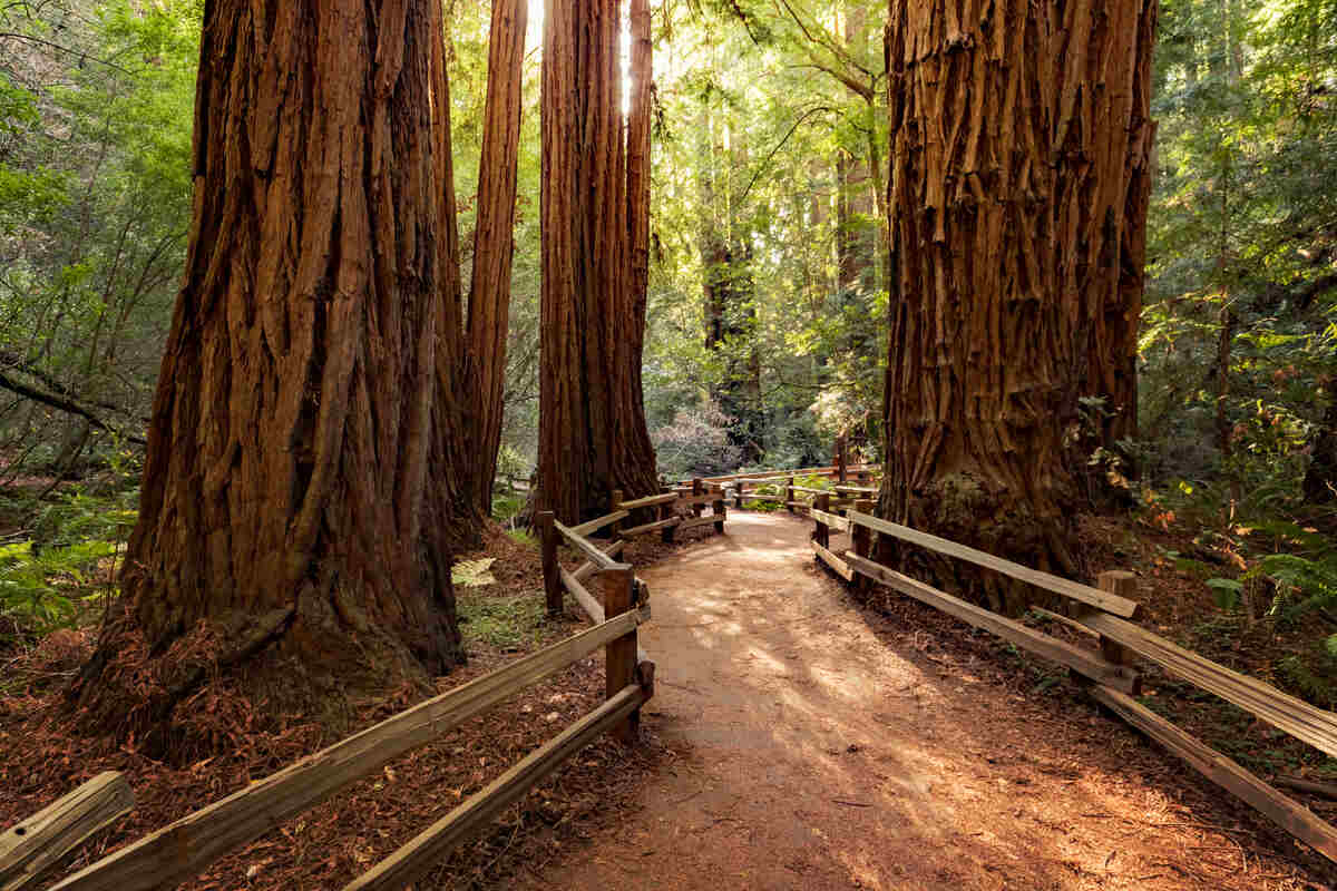 Redwoods Trees