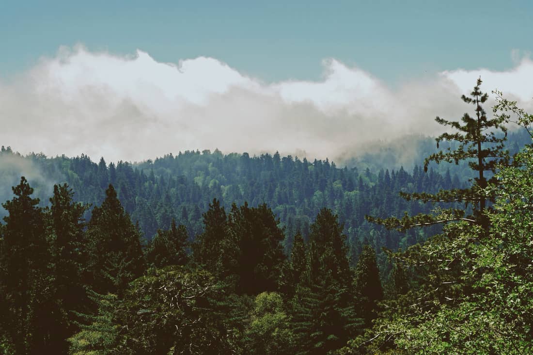 San Bernardino National Forest