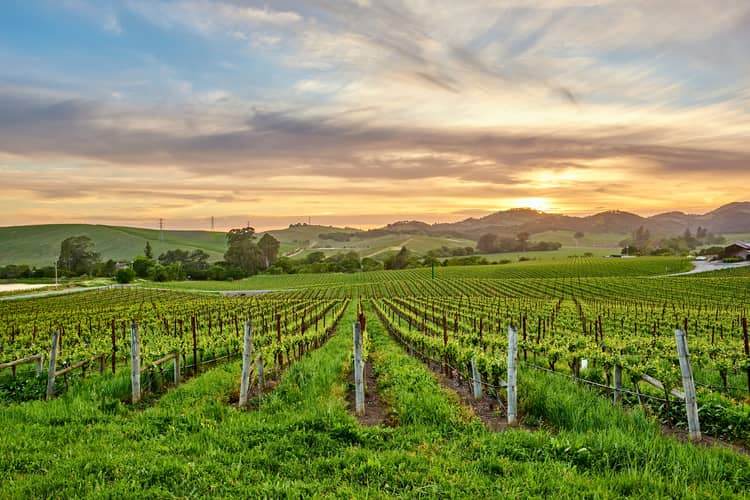 Vineyards in California